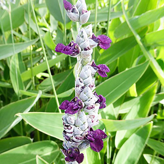 Thalia Dealbata Aquatic Pond Plant - Powdery Alligator Flag Aquatic Plants