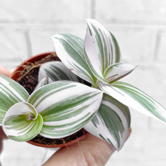 Tradescantia Nanouk House Plant 6cm Pot House Plant