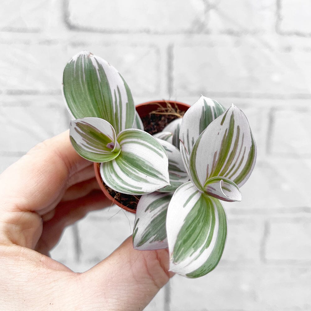 Tradescantia Nanouk House Plant 6cm Pot – Plants For All Seasons