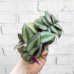 Tradescantia Zebra House Plant 6cm Pot House Plant