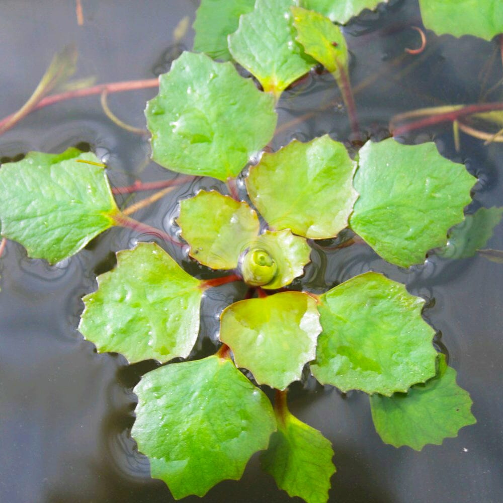 Trapa Natans Aquatic Pond Plant - Water Chestnut Aquatic Plants