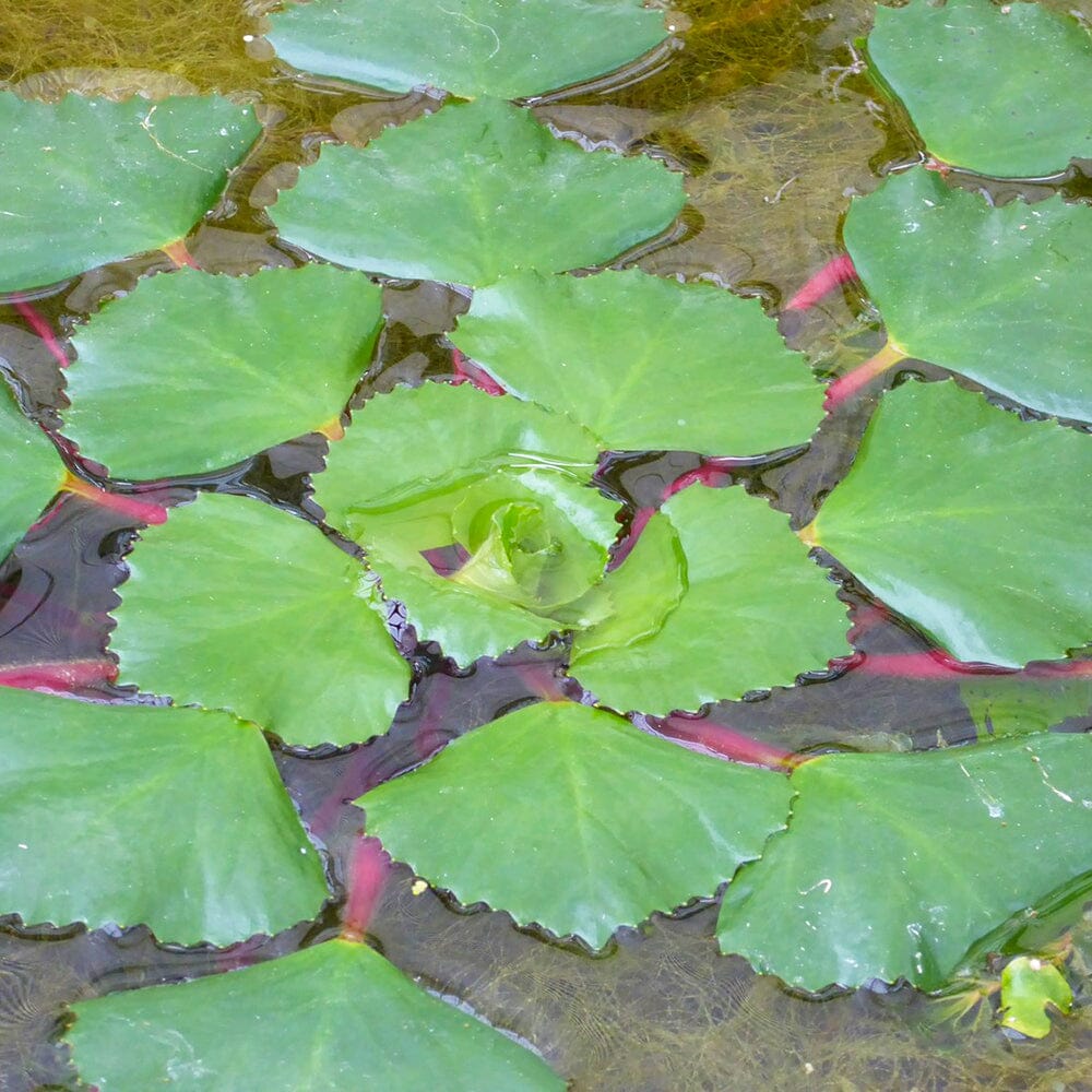 Trapa Natans Aquatic Pond Plant - Water Chestnut Aquatic Plants