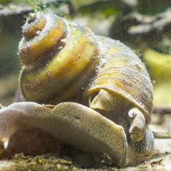 Trapdoor Snails Viviparus Viviparus Aquatic Pond Molluscs Aquatic Plants