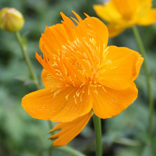 Trollius Chinensis Golden Queen Aquatic Pond Plant Aquatic Plants