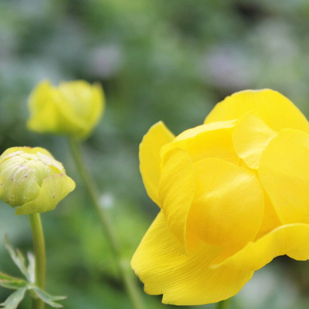 Trollius Europaeus Superbus Aquatic Pond Plant Aquatic Plants