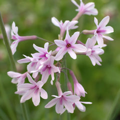 Tulbaghia Violacea Aquatic Pond Plant - Society Garlic Aquatic Plants