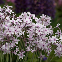 Tulbaghia Violacea Aquatic Pond Plant - Society Garlic Aquatic Plants