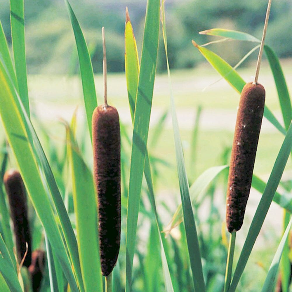 Typha Angustifolia Aquatic Pond Plant - Lesser Bulrush Aquatic Plants