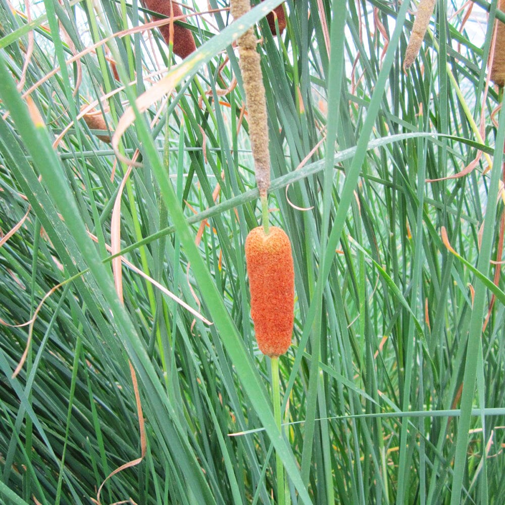 Typha Gracilis Aquatic Pond Plant - Slender Cattail Aquatic Plants