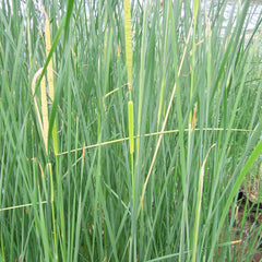 Typha Gracilis Aquatic Pond Plant - Slender Cattail Aquatic Plants