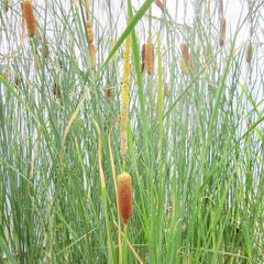 Typha Gracilis Aquatic Pond Plant - Slender Cattail Aquatic Plants