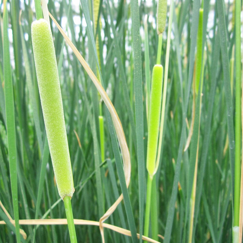 Typha Gracilis Aquatic Pond Plant - Slender Cattail Aquatic Plants