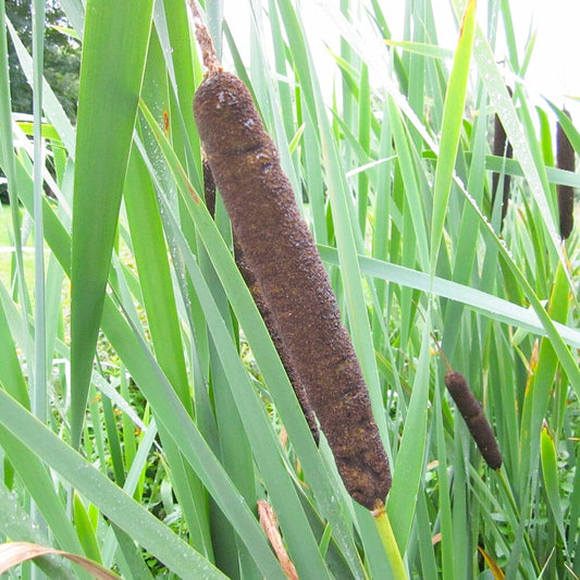 Typha Latifolia Aquatic Pond Plant - Broadleaf Cattail Aquatic Plants