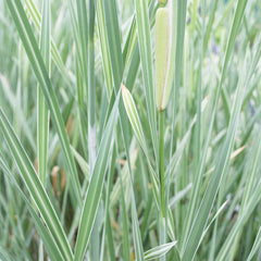 Typha Latifolia Variegata Aquatic Pond Plant - Broadleaf Cattail Aquatic Plants