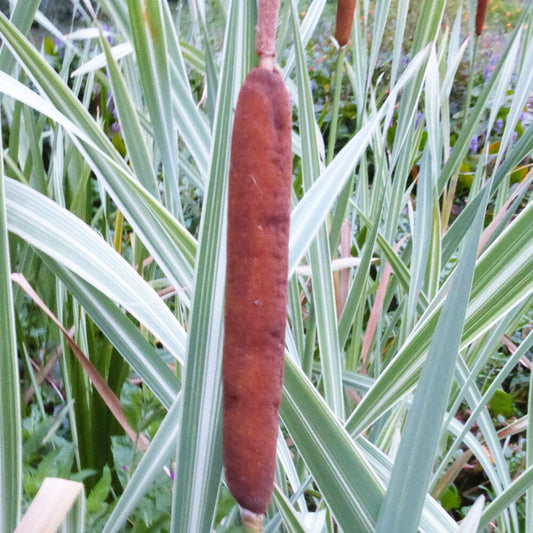 Typha Latifolia Variegata Aquatic Pond Plant - Broadleaf Cattail Aquatic Plants