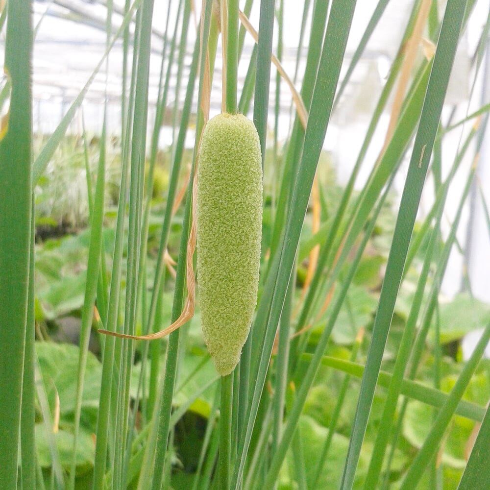 Typha Laxmannii Aquatic Pond Plant - Graceful Cattail Aquatic Plants