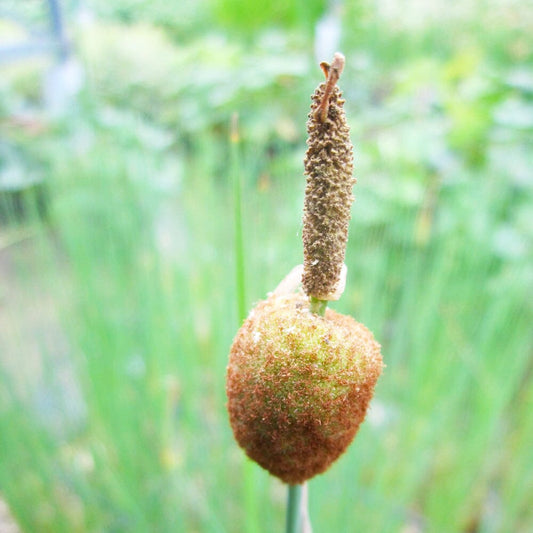 Typha Minima Aquatic Pond Plant - Laxmann's Bulrush Aquatic Plants