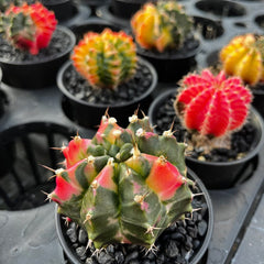 Variegated Gymnocalycium Cactus House Oplant in 7cm Pot House Plant