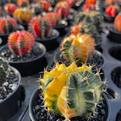 Variegated Gymnocalycium Cactus House Oplant in 7cm Pot House Plant