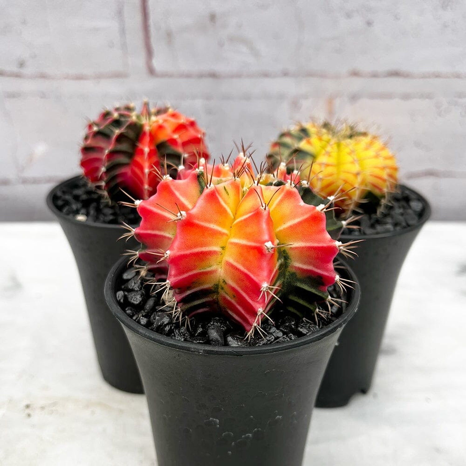 Variegated Gymnocalycium Mixed Cactus House Plant in 7cm Pot House Plant