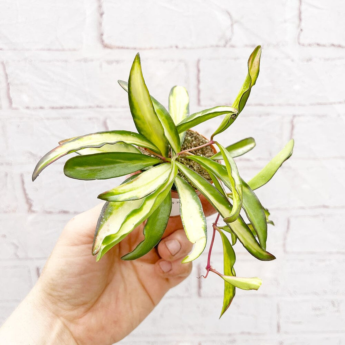 Variegated Hoya Wayetti House Plant 6cm Pot House Plant