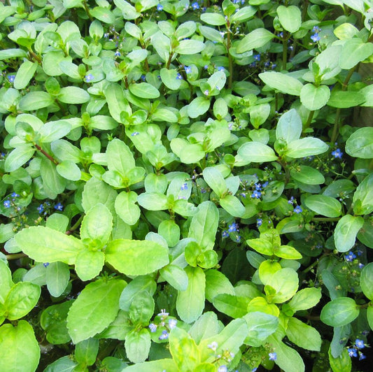 Veronica Beccabunga Aquatic Pond Plant - Brooklime Aquatic Plants