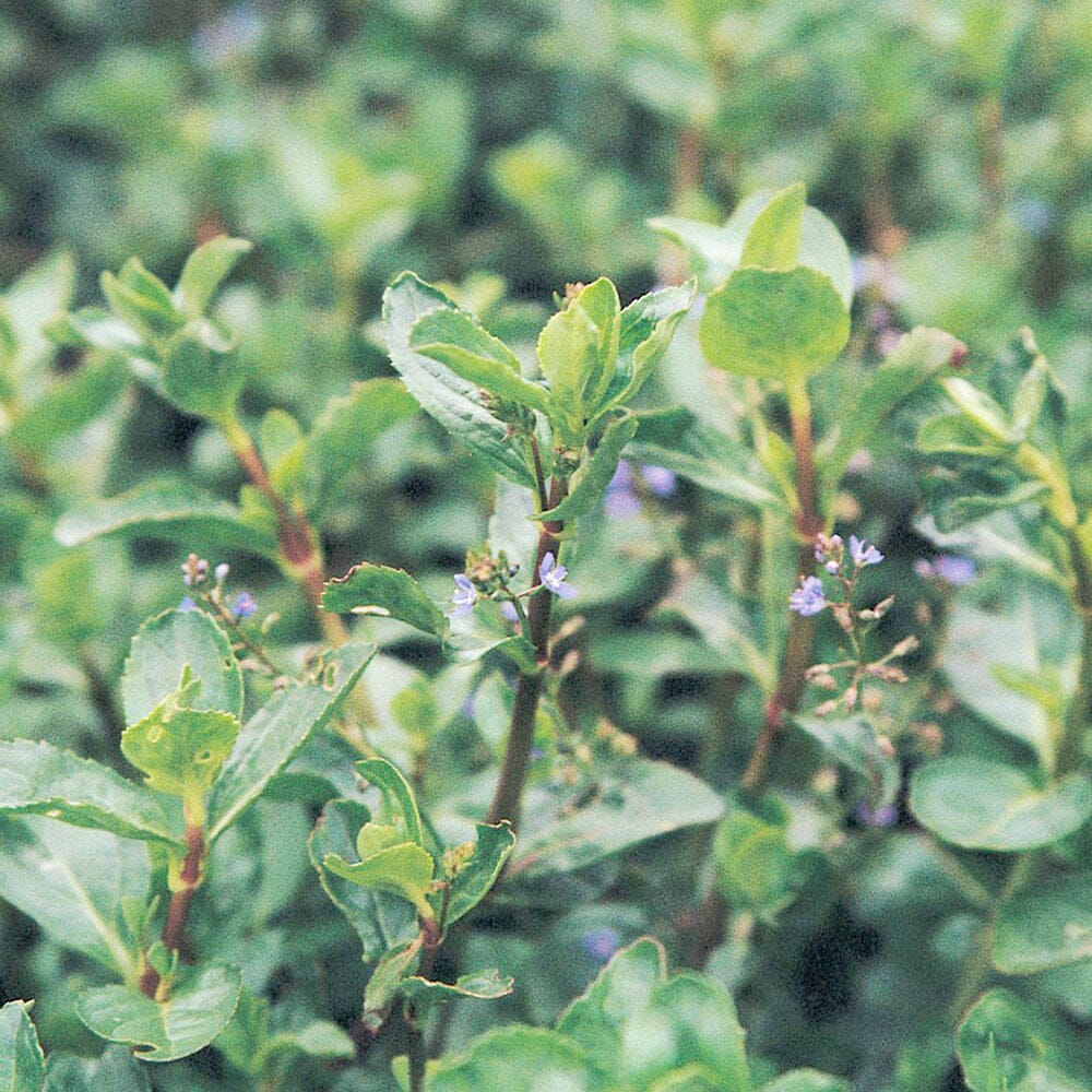 Veronica Beccabunga Aquatic Pond Plant - Brooklime Aquatic Plants