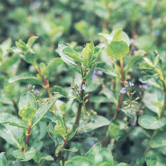 Veronica Beccabunga Aquatic Pond Plant - Brooklime Aquatic Plants