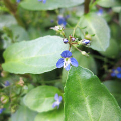 Veronica Beccabunga Aquatic Pond Plant - Brooklime Aquatic Plants