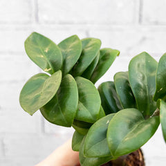 Zamioculcas Zamifolia ZZ House Plant 6cm Pot House Plant