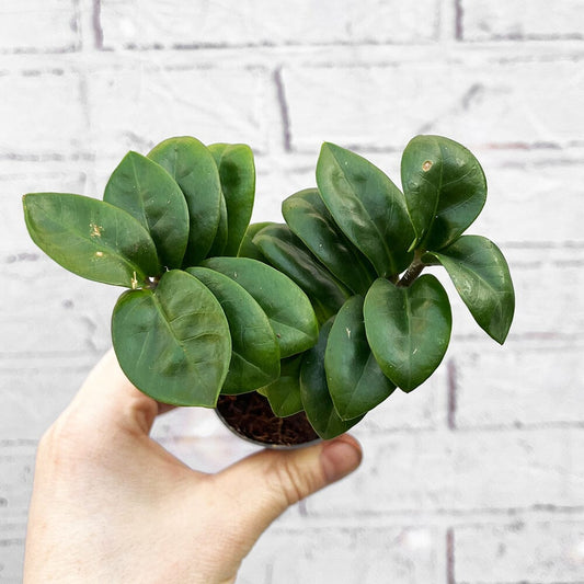 Zamioculcas Zamifolia ZZ House Plant 6cm Pot House Plant