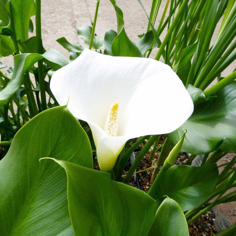 Zantedeschia Aethiopica Crowborough Aquatic Pond Plant - Arum Lily Aquatic Plants