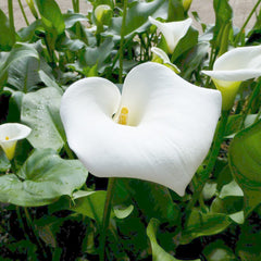 Zantedeschia Aethiopica Crowborough Aquatic Pond Plant - Arum Lily Aquatic Plants