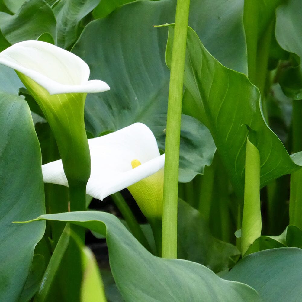 Zantedeschia Aethiopica Crowborough Aquatic Pond Plant - Arum Lily Aquatic Plants