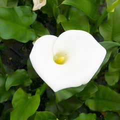 Zantedeschia Aethiopica Crowborough Aquatic Pond Plant - Arum Lily Aquatic Plants