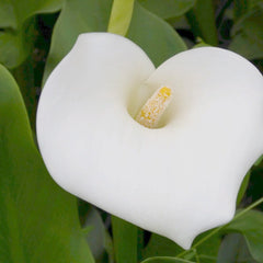 Zantedeschia Aethiopica Crowborough Aquatic Pond Plant - Arum Lily Aquatic Plants