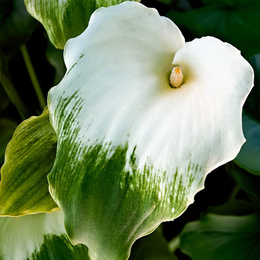 Zantedeschia Aethiopica Green Goddess Aquatic Pond Plant - Calla Lily Aquatic Plants