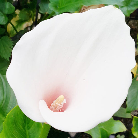 Zantedeschia Aethiopica Marshmallow Aquatic Pond Plant - Calla Lily Aquatic Plants