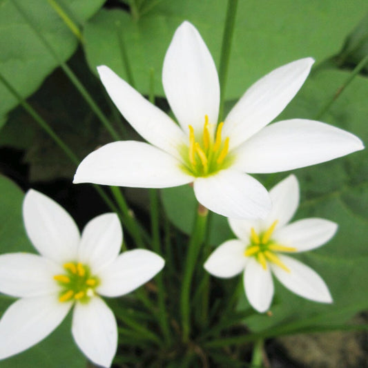 Zephyranthes Candida Aquatic Pond Plant - White Rain Lily Aquatic Plants