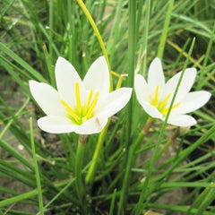 Zephyranthes Candida Aquatic Pond Plant - White Rain Lily Aquatic Plants