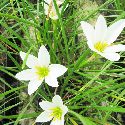 Zephyranthes Candida Aquatic Pond Plant - White Rain Lily Aquatic Plants