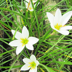Zephyranthes Candida Aquatic Pond Plant - White Rain Lily Aquatic Plants